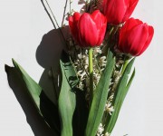 tulipani verticale