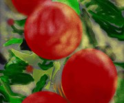 ciliegiare