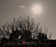 dsc_0246