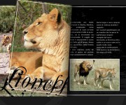 Tour Operator