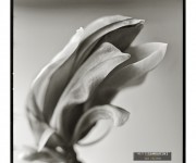 magnolia-4