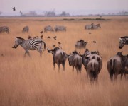 Kenya_Lion King landscapes