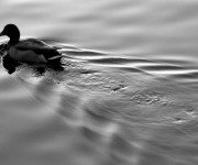 Animals_duck&water