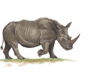 rinoceronte_bianco