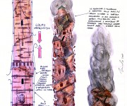 Bozza per lo studio del crollo della Torre Asinelli Bologna ottobre 2009