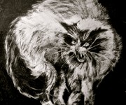 Gatto