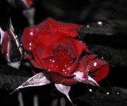 #Rose