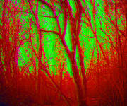 Natural Absorption Carnival (Dark Forest): Forest n°3