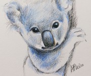 Baby koala drawing