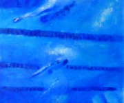 tuffo