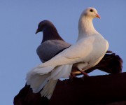 La colomba della pace