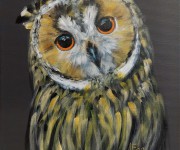 Big eyes owl