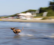 Panning dog picture