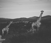 Giraffe_Sara Busiol002