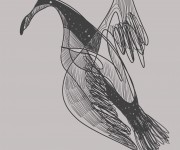 Bird_Digital Graphite