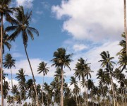 Kenya_sky full of palms