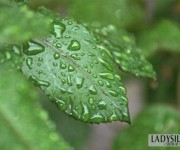 verde_foglia_natura_pioggia