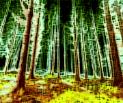 Natural Absorption Carnival (Dark Forest): Forest n°8