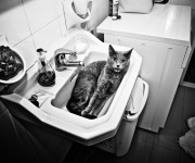 Cat number two