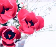 tulipani_pastel