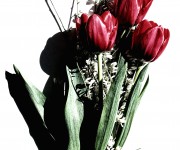 tulipani bleach verticale
