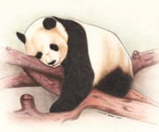 luciano parisi - panda