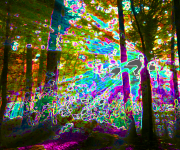 Natural Absorption Carnival (Forest): Forest n°6