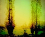 alberi