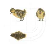 duck's ortogonal proj. 30x40