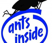 ants inside