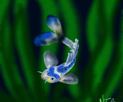 Koi