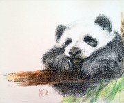 Hanging panda