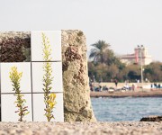 Sponte collection: Inula Vischiosa