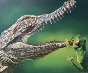 A crocodile and a frog