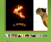 camel04