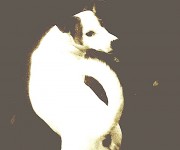 Old Jack
