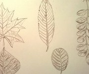 foglie piante-inchiostroseppia