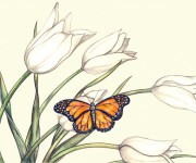 tulips_and_butterfly_by_macmoreno