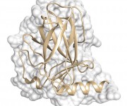 Proteina-p53