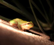 Animals_cute little frog