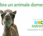 farmatuacammello