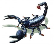 emperor_scorpion