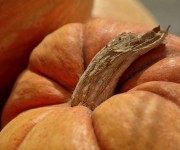 particolare zucca