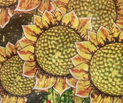 girasole 40x50