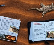 Tour Operator