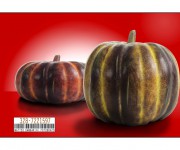 zucca-4