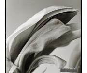 magnolia-6