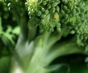 Broccoli01