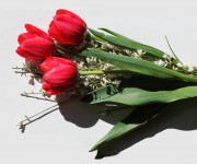 tulipani