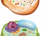 cellula animale e cellula vegetale